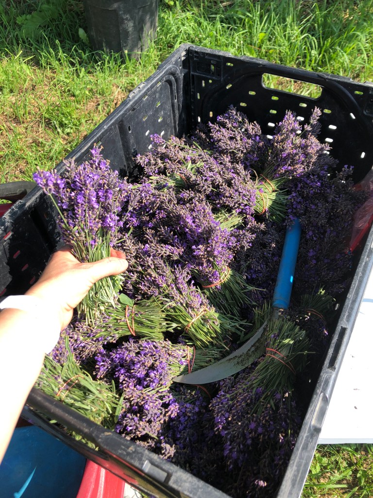 Lavender harvest